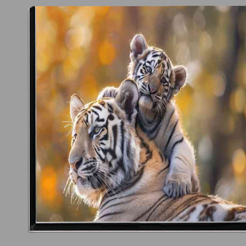 Buy Di-Bond : (White Tiger cubs sitting on a big tigers shoulders)