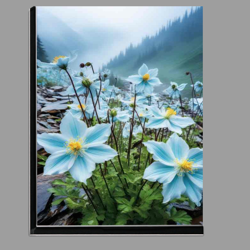Buy Di-Bond : (pale blue mountain flowers)