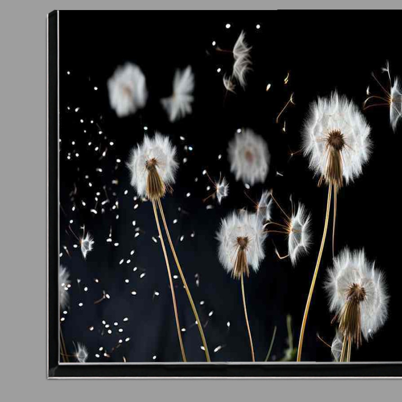 Buy Di-Bond : (white dandelion blowing in the breeeze)