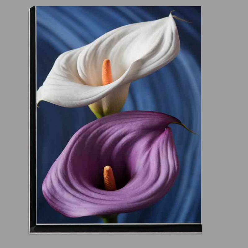 Buy Di-Bond : (Two lillys in purple and white)