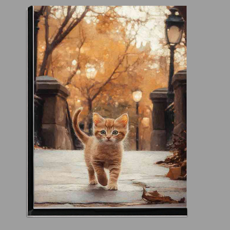 Buy Di-Bond : (Kitten walks along the road in New Yorks Central Park)