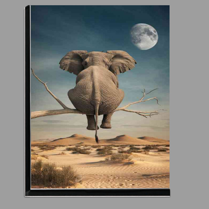 Buy Di-Bond : (Elephant sitting on a branch)