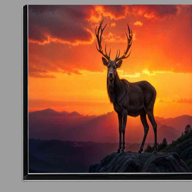 Buy Di-Bond : (Male deer in glowing sunset)
